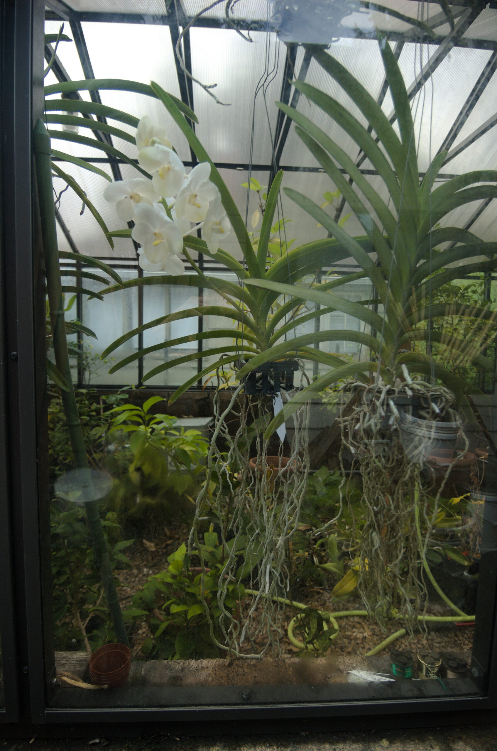 Greenhouse: Vandachostylis ‘Ploenpit White’