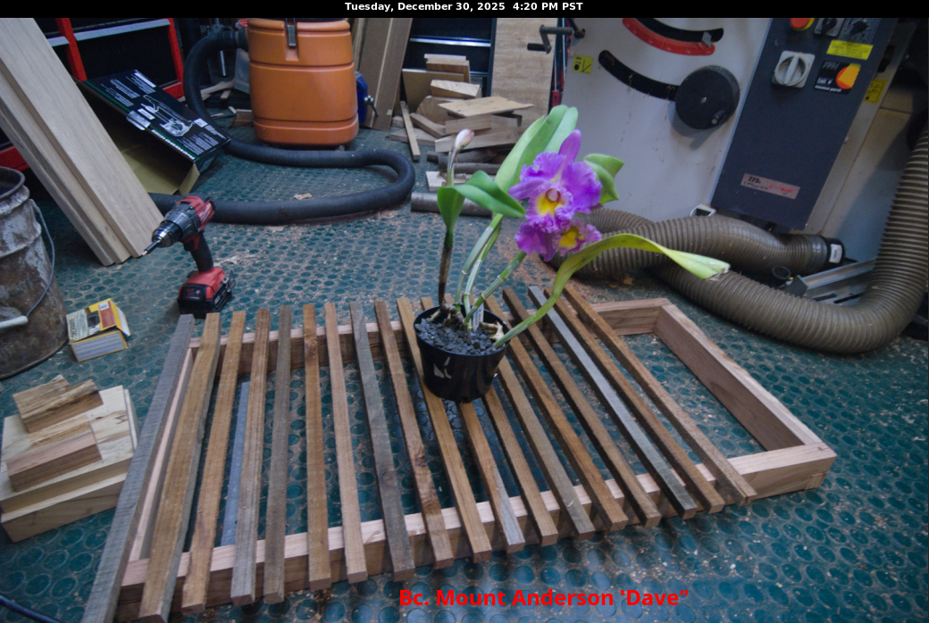 Redwood bench prototype with Bc. Mount Anderson 'Dave' AM/AOS (clone)