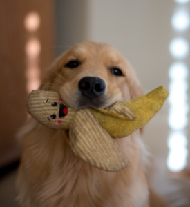 Golden Retriever with stuffed toy Mr. Banana
