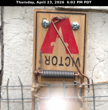 Victor brand mouse trap screwed into a white shingled exterior wall with hardware cloth