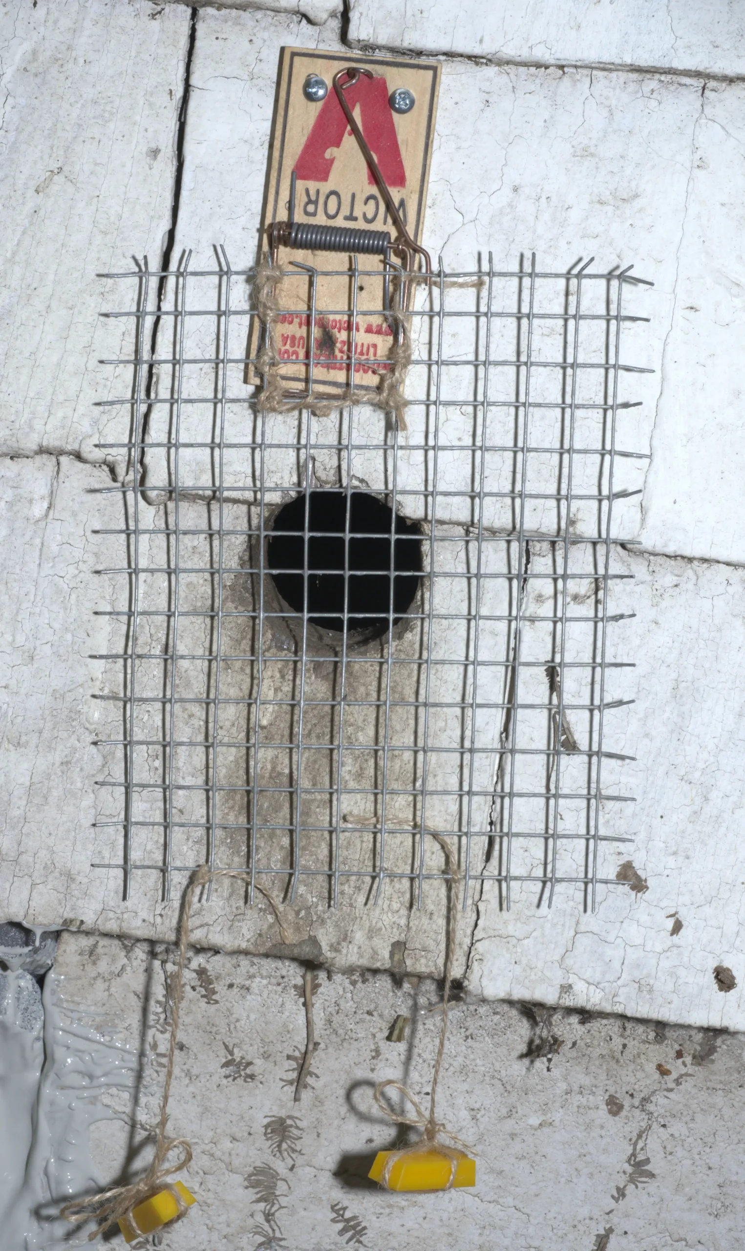mousetrap with hardware cloth affixed to a wall over a 2" hole with gold bars hanging to keep the hole covered by the hardware cloth
